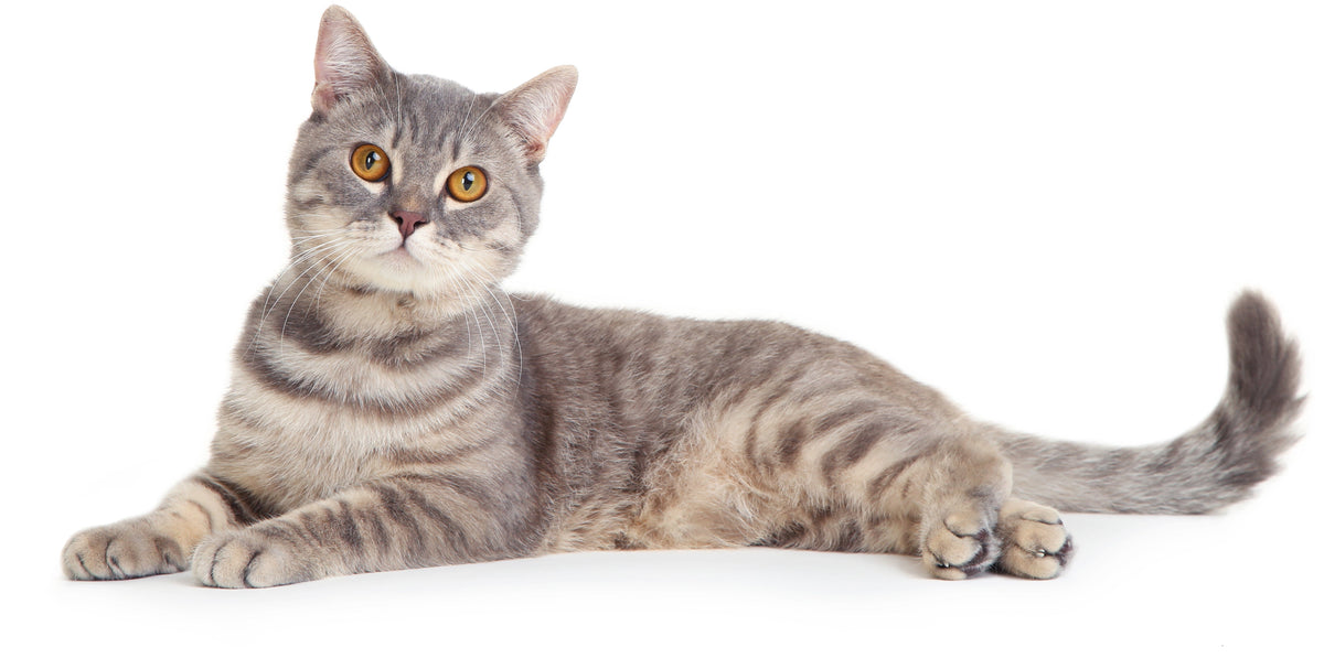 Gray cat lying on a white background